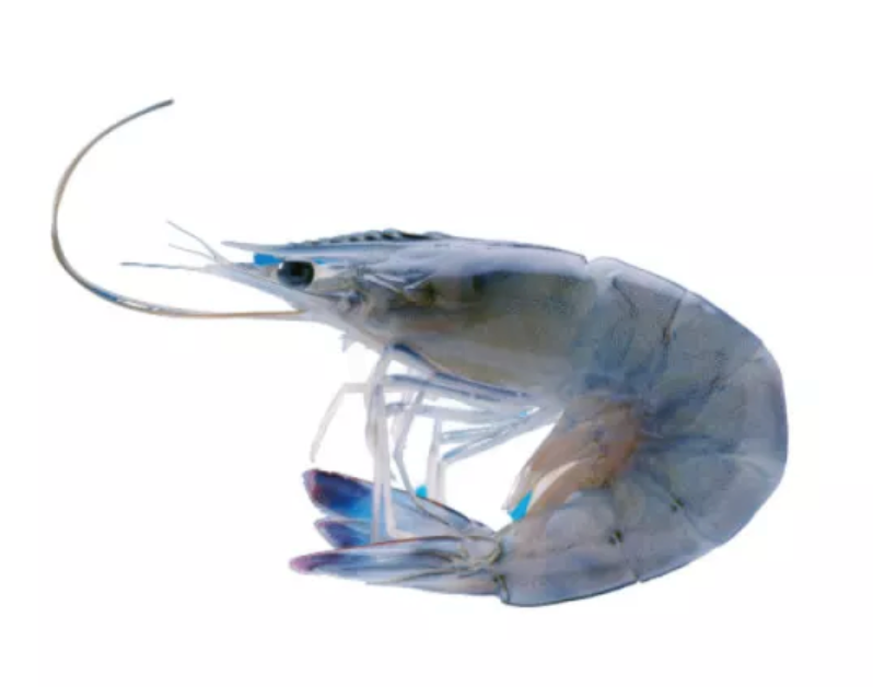 OBSIBLUE - French Cristal Blue Frozen Prawns